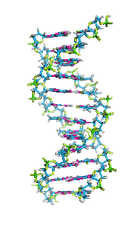 DNA cartoon